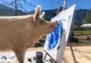 Pigcasso, a festő malac Pigcasso