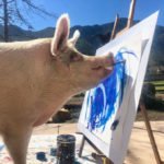 Pigcasso