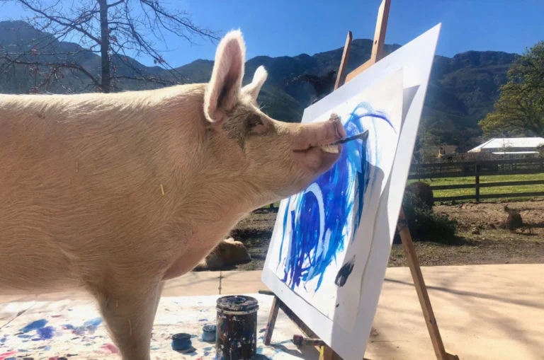 Pigcasso