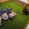 Cat Museum Budapest kiállítás thumbnail
