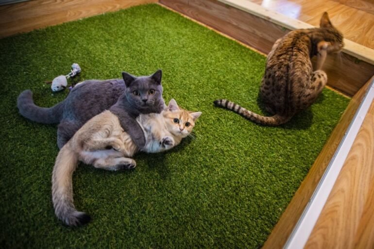 Cat Museum Budapest kiállítás thumbnail