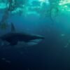Cápák a Szajnában kritika thumbnail